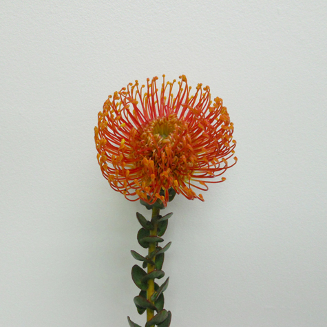 Proteas Pincushions