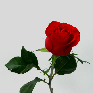 Rose Unique
